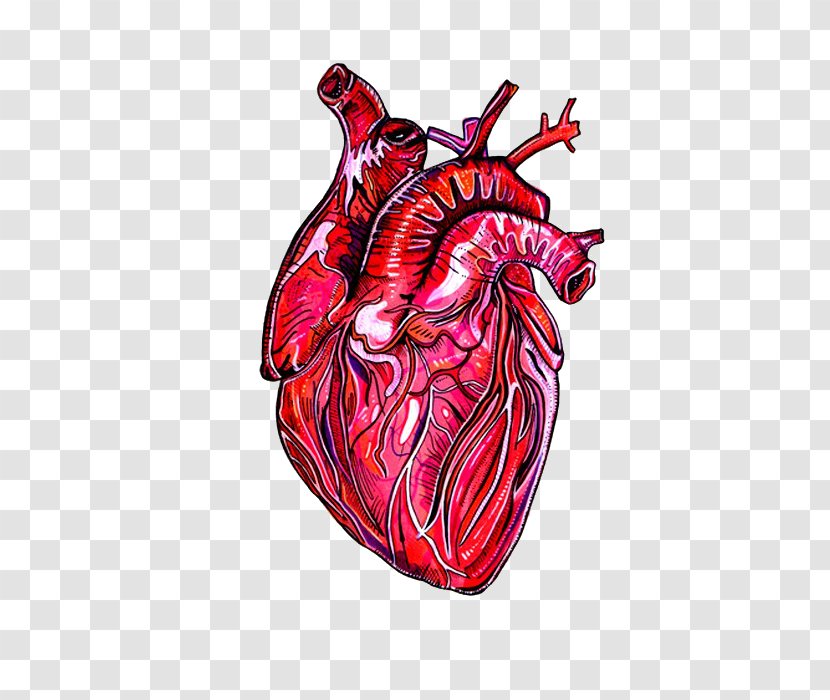 American Heart Association Human Anatomy Drawing - Frame Transparent PNG