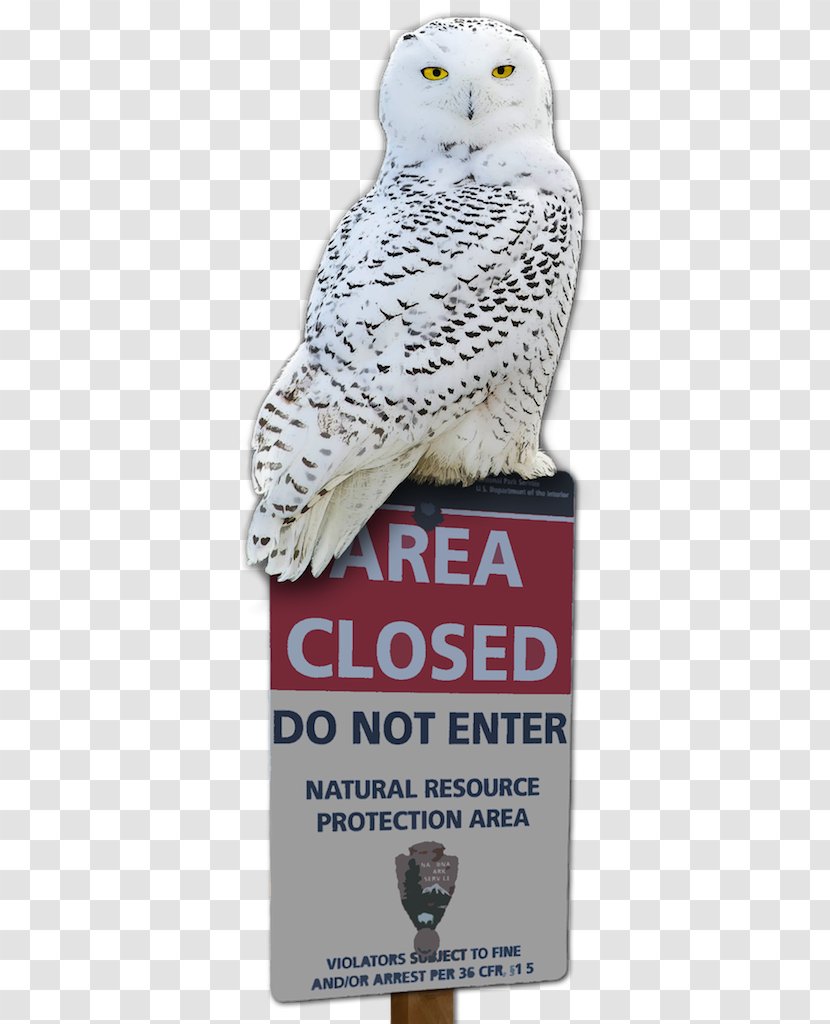 Owl Advertising Beak - Bird Of Prey Transparent PNG