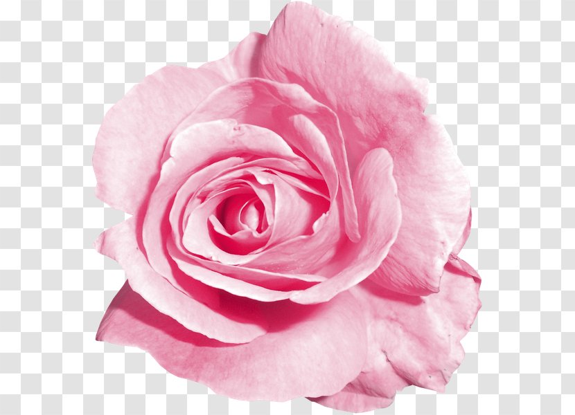 Garden Roses Centifolia Floribunda Cut Flowers Petal - Rose Transparent PNG