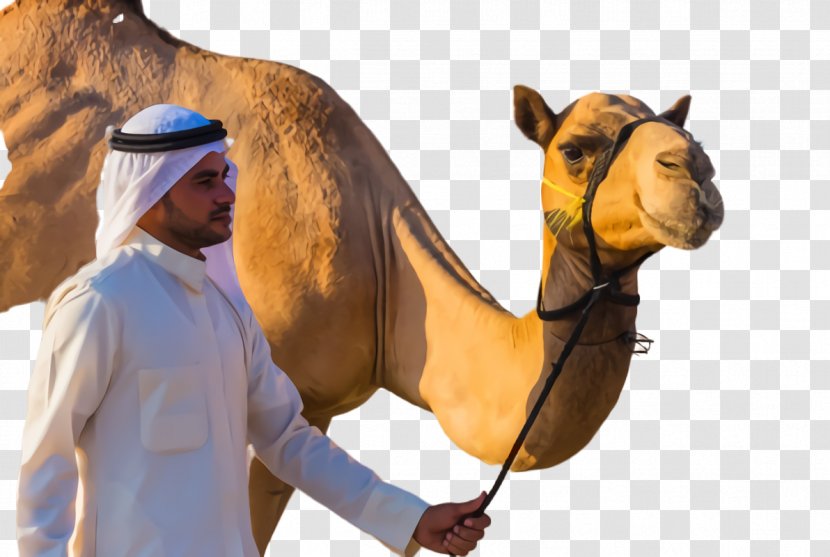 Economy Of Saudi Arabia United Arab Emirates Dromedary Stock Photography Transparent PNG