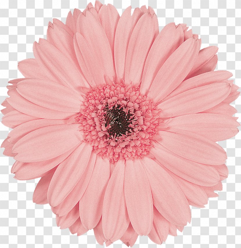 Transvaal Daisy Flower Preservation Pink Cut Flowers - Gerbera Transparent PNG