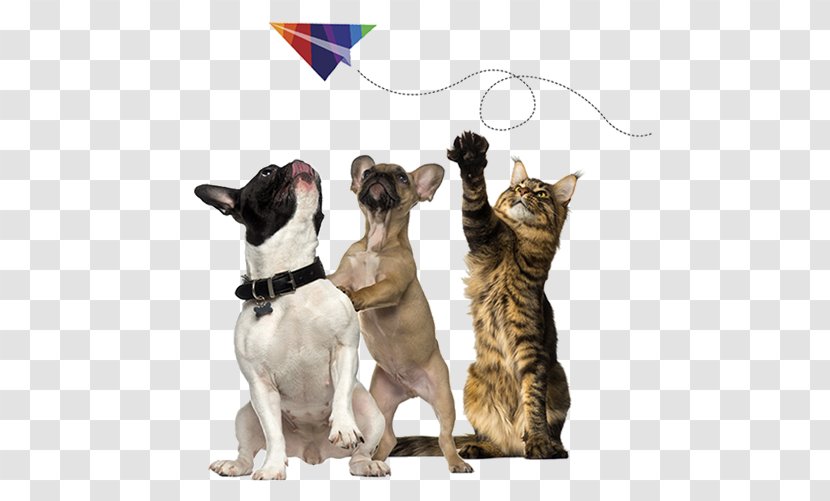 Cat Stock Photography French Bulldog Pet Shipping - Snout Transparent PNG