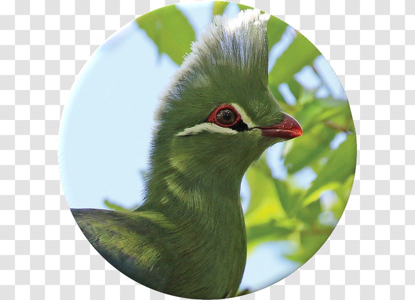 Flora Krantzkloof Nature Reserve Fauna Bird Martial Eagle - Red Mangrove Transparent PNG