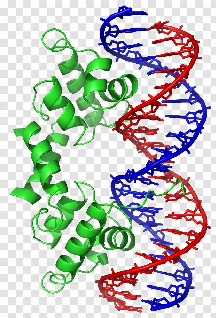 Helix-turn-helix DNA-binding Protein Basic Helix-loop-helix Structural Motif - Histone - DNA Transparent PNG