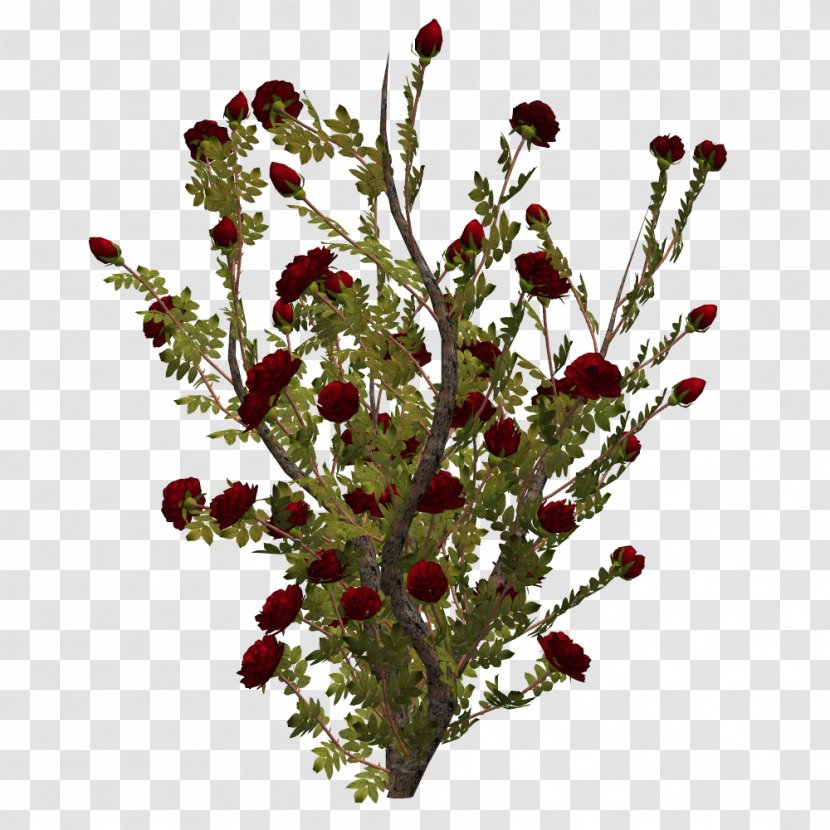 Cut Flowers Flowering Plant - Tree - Branch Transparent PNG