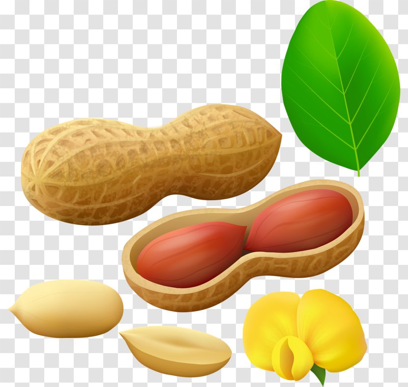 Peanut Clip Art Image - Ingredient - Cartoon Nuts Transparent PNG