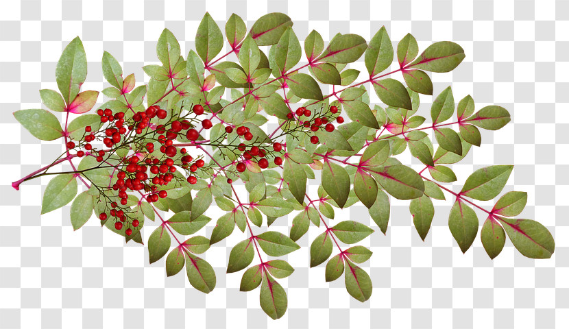 Flower Plant Tree Branch Woody Plant Transparent PNG