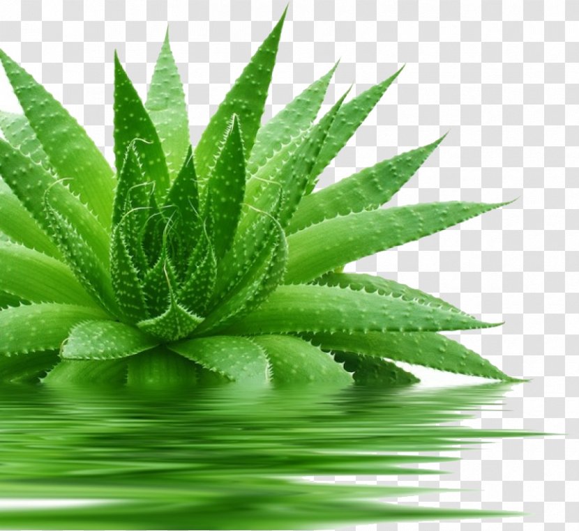 Aloe Vera Gel Skin Medicinal Plants - Cosmetics Transparent PNG