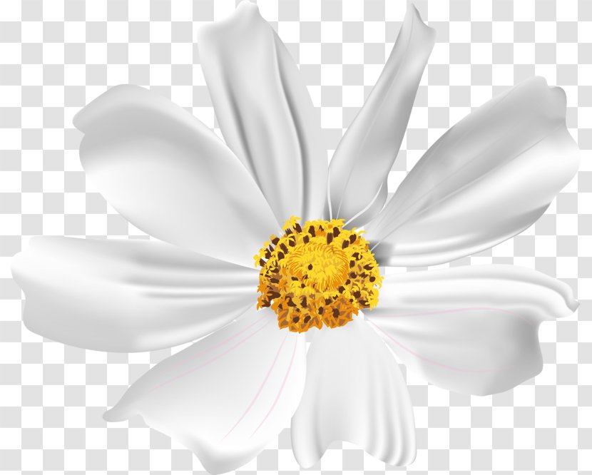 Dendranthema Lavandulifolium Transvaal Daisy Clip Art - Chrysanths - White Chamomile Transparent PNG