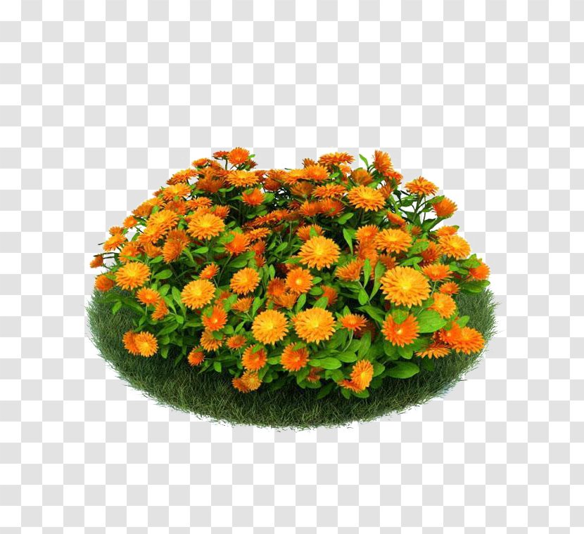 3D Computer Graphics Modeling Flower Garden Seed - Calendula Officinalis - Pot Marigold Transparent PNG