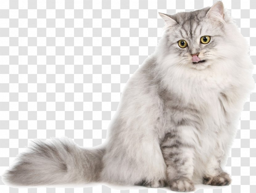 Siberian Cat Persian Ragdoll Norwegian Forest Burmese - Cymric - Transparent Background Transparent PNG