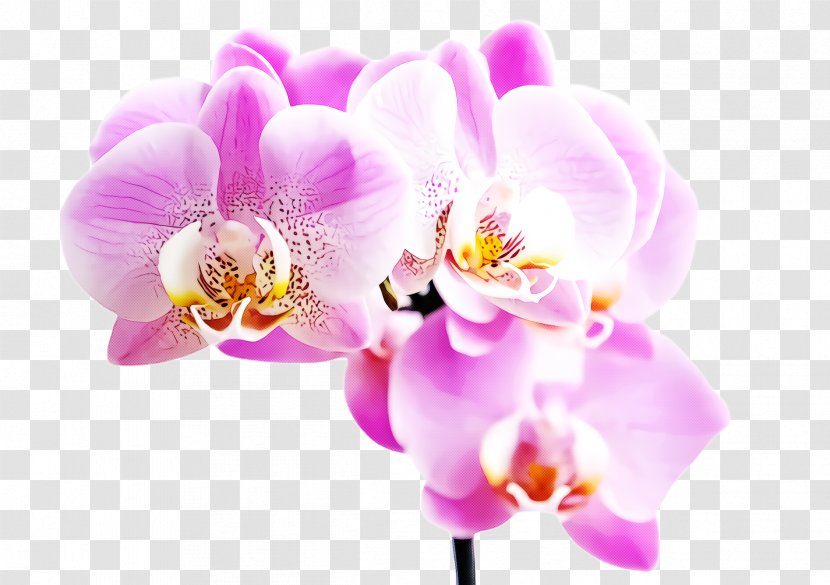 Flower Flowering Plant Moth Orchid Petal Pink - Violet Transparent PNG