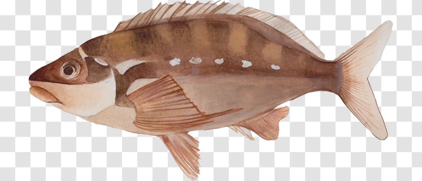 Marine Biology Fauna Tilapia Oily Fish - Bony Fishes Transparent PNG