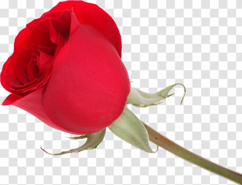 Garden Roses Love Gift Vinegar Valentines Transparent PNG