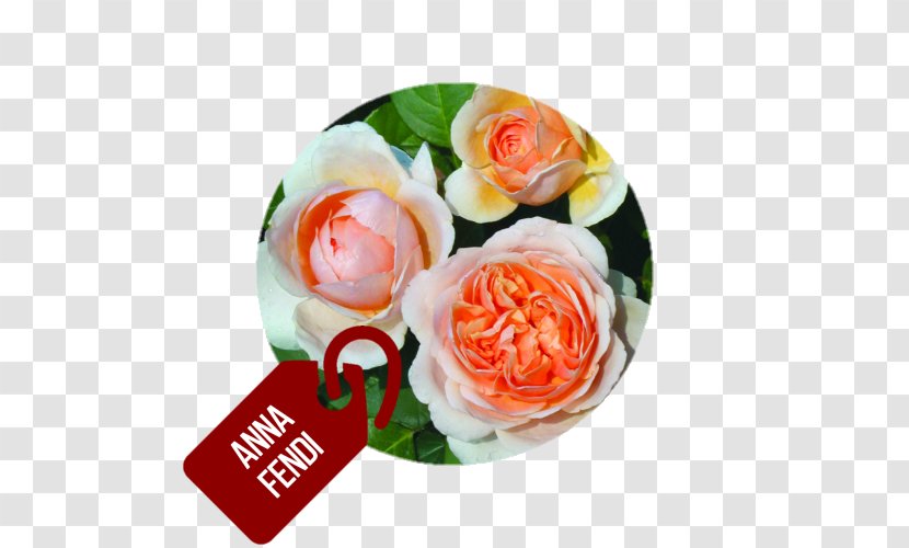 Garden Roses Hybrid Tea Rose Fendi Flower - Bouquet Transparent PNG
