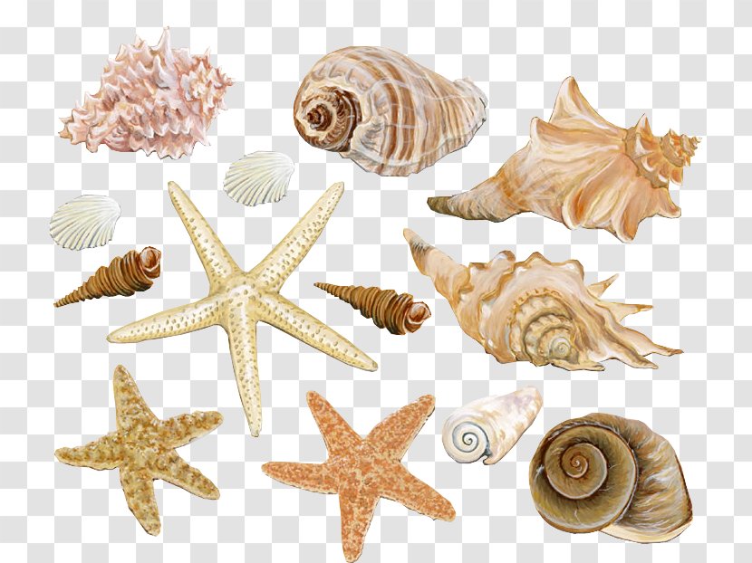 Seashell Mollusc Shell Conch Starfish - Cockle - Gossip Transparent PNG