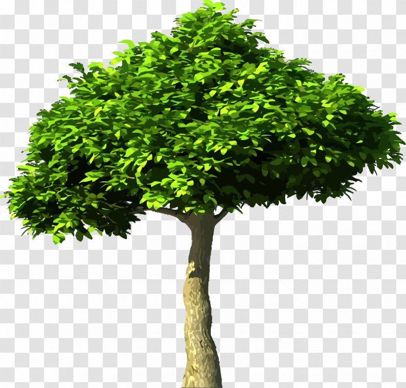 Carbon Dioxide Tree Global Warming Atmosphere Of Earth - Evergreen - Vector Transparent PNG