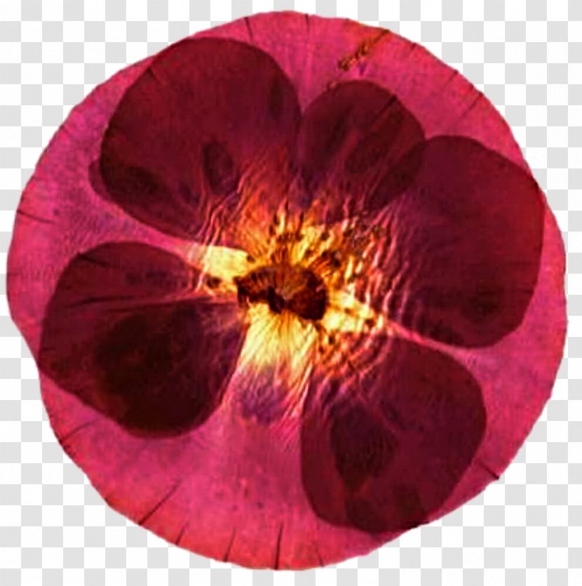 Pansy Magenta Circle Petal - Flower Transparent PNG
