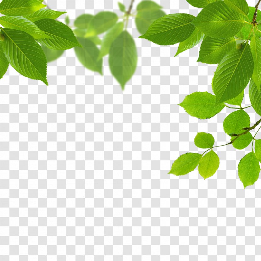 Download Leaf Green - Leaves Transparent PNG