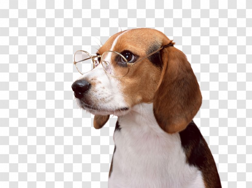 Beagle-Harrier Puppy Desktop Wallpaper - Pocket Beagle Transparent PNG