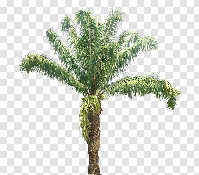 Babassu African Oil Palm Arecaceae Tree Coconut Transparent PNG