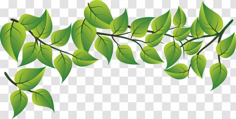 Leaf Plant Green Tree Flower - Flowering Woody Transparent PNG