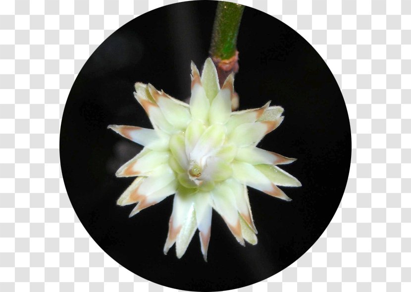 Spanish Cherry Flower Cactus Medicinal Plants - Perfume - Earth Chakras Oils Transparent PNG