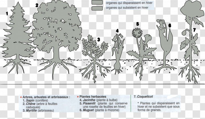 Perennial Plant Annual Paper Tree - Diagram - Plantes Transparent PNG
