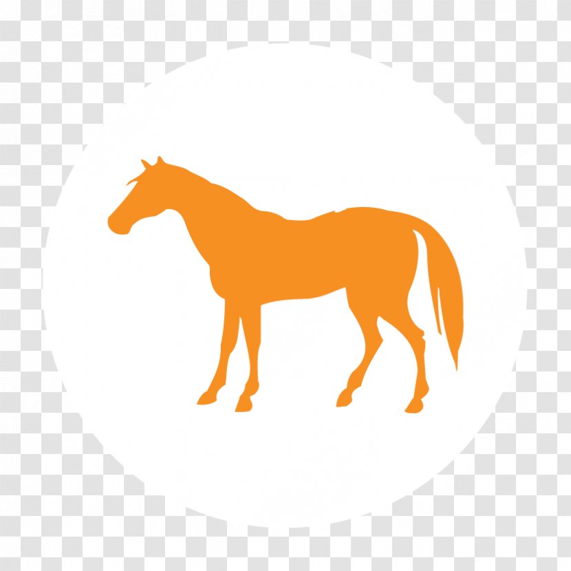 Horse Cattle Farm - Supplies - Riding Transparent PNG