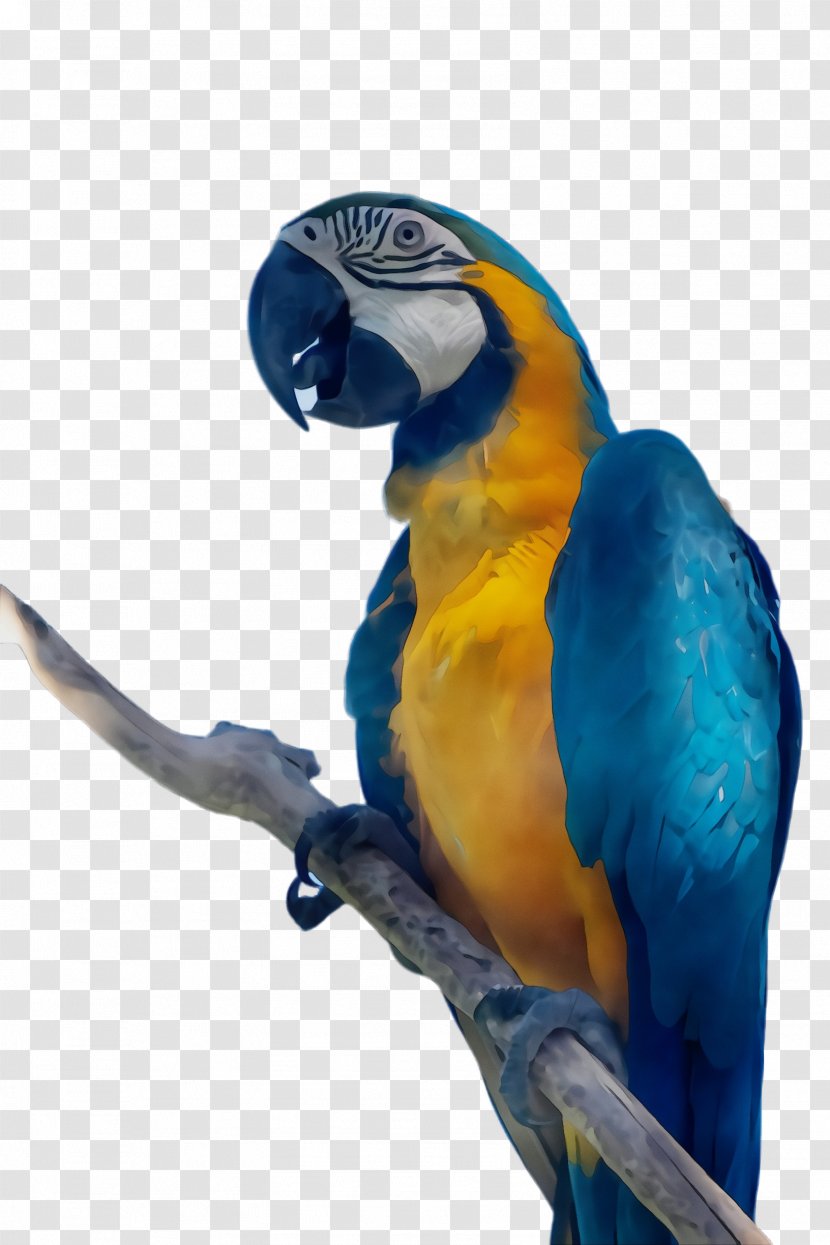 Bird Macaw Parrot Beak Blue - Paint - Parakeet Budgie Transparent PNG