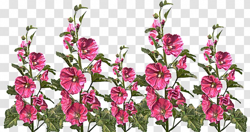 Flower Flowering Plant Cut Flowers Pink - Family - Wildflower Transparent PNG