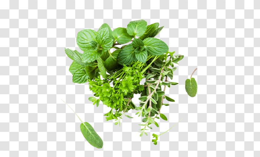 Herb Oregano Parsley Marjoram Spice - Plant - Mint Transparent PNG