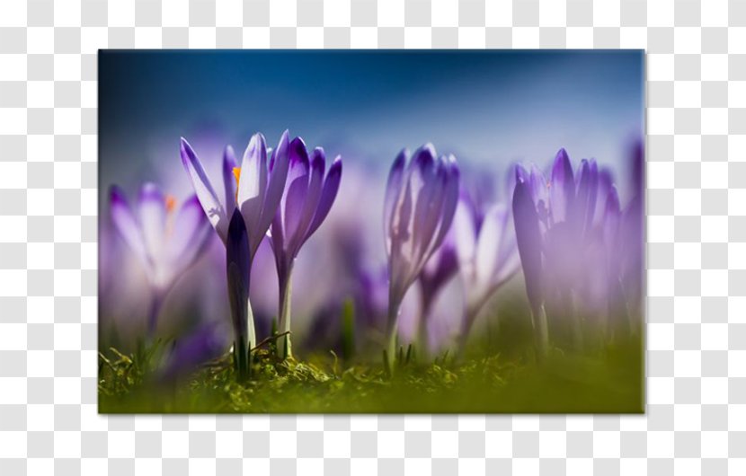 Crocus Desktop Wallpaper Flower Stock Photography - Spring Transparent PNG