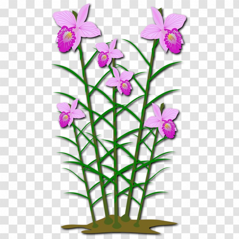 Arundina Plant Clip Art - Stem - Orchid Clipart Transparent PNG