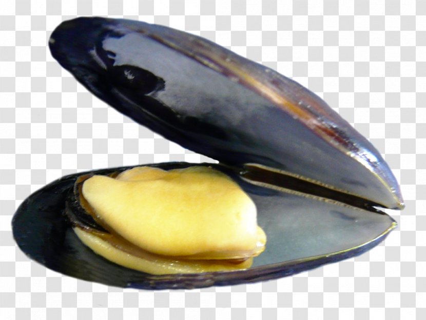 Blue Mussel Clam Bouchot True Mussels - Great Scallop - Irland Transparent PNG