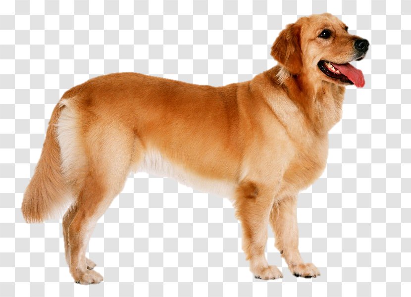 Dog Puppy Animal Clip Art - Biting - Golden Retriever Transparent PNG