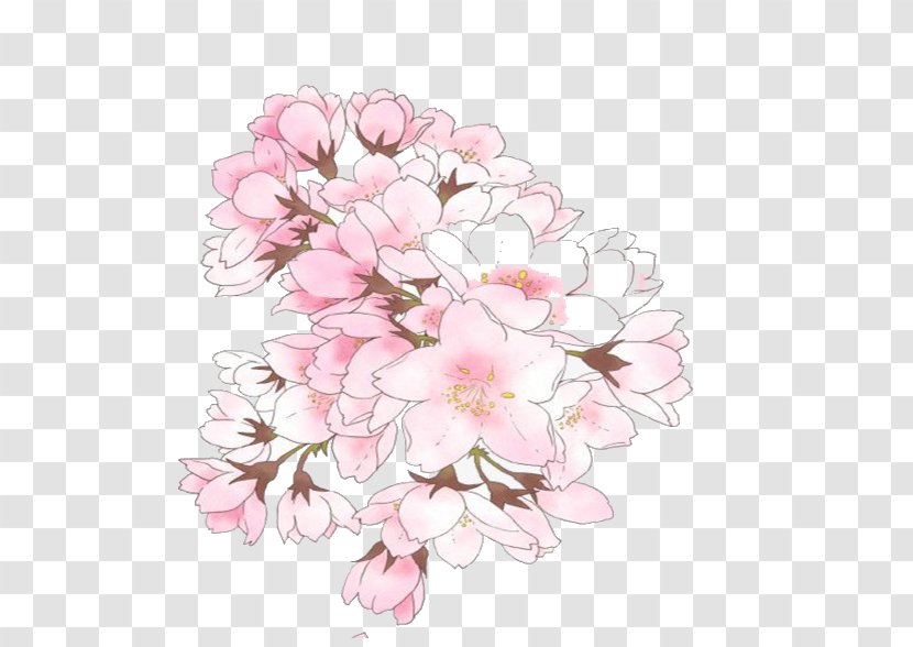 Cherry Blossom Illustration Image Drawing - Pink Transparent PNG