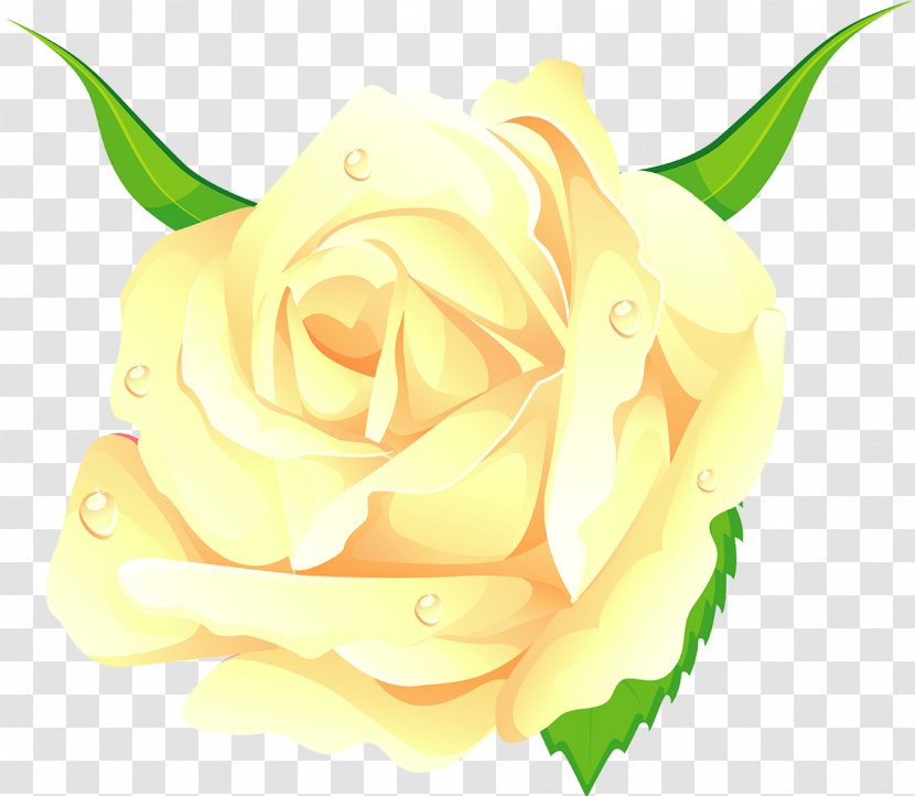 Centifolia Roses Cut Flowers Beach Rose Garden - Yellow Transparent PNG