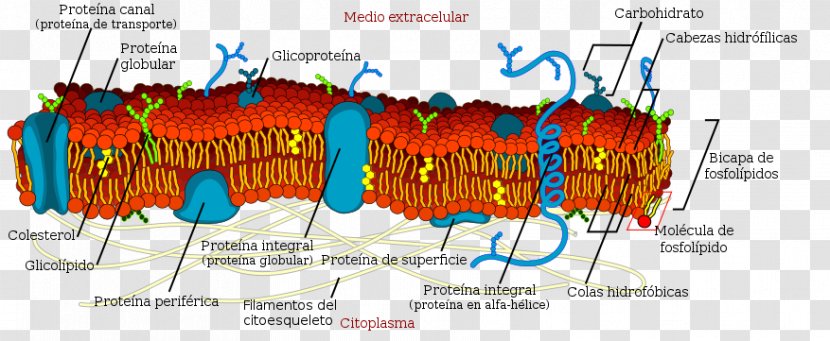 Cell Membrane Biological Biology - Organism - Membrana Transparent PNG