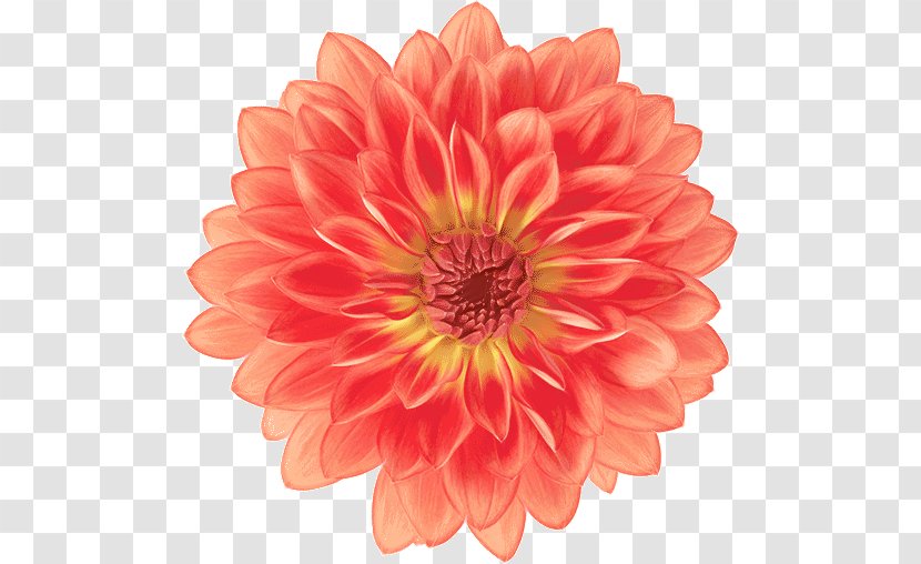 Orange - Cut Flowers Peach Transparent PNG