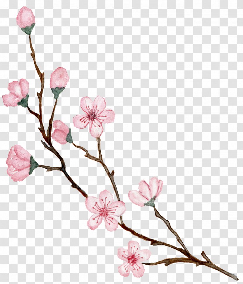 Cherry Blossom Design Drawing Illustration - Peach - Flowers Vine Watercolor Transparent PNG