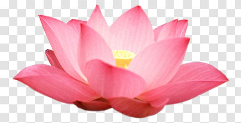 Nelumbo Nucifera Seungcheonsa Android Application Package Leaf - Lotus Transparent PNG