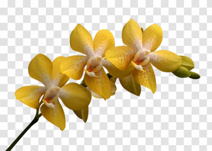 Moth Orchids Cattleya Flower Petal Transparent PNG