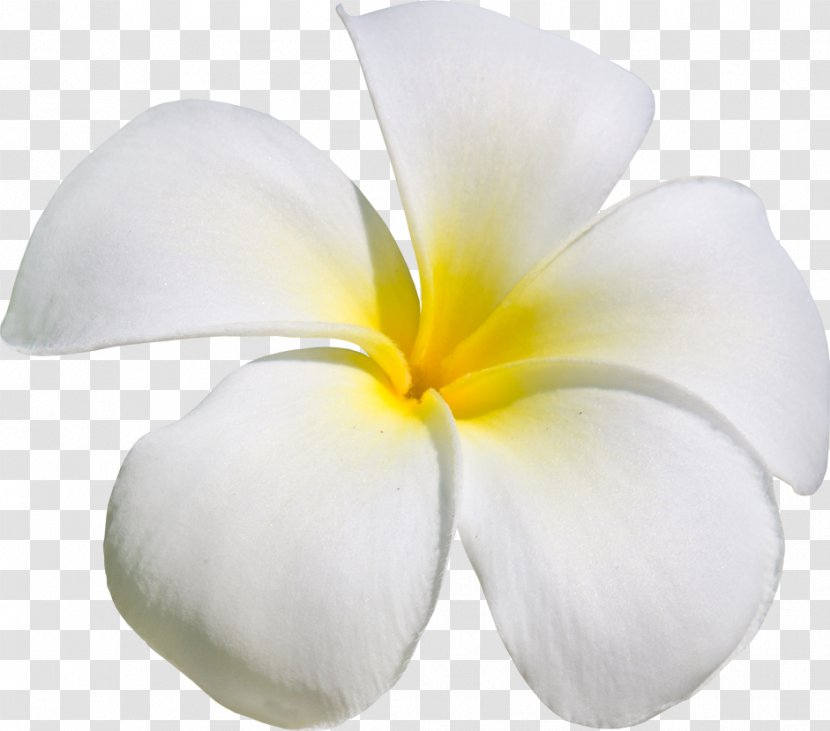 Flower Frangipani Clip Art - Color Transparent PNG