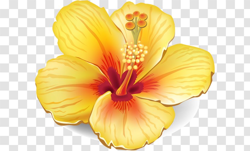 Flower Stock Photography Clip Art - White Transparent PNG