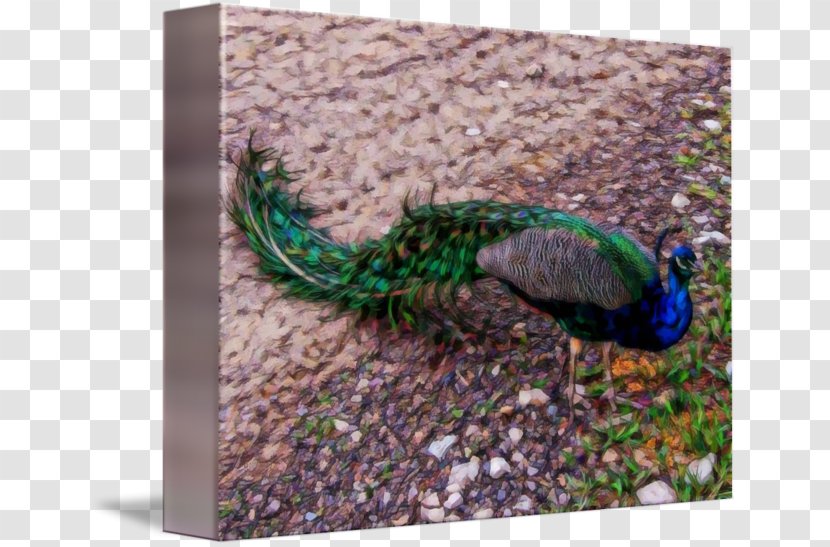 Feather - Tail Transparent PNG