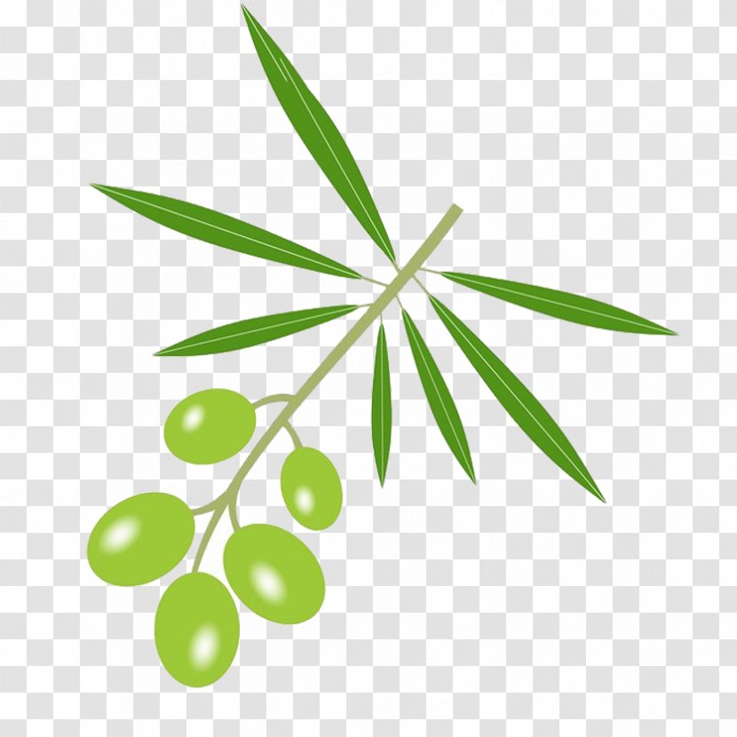 Stock Photography Royalty-free - Plant Stem - A String Of Olives Transparent PNG
