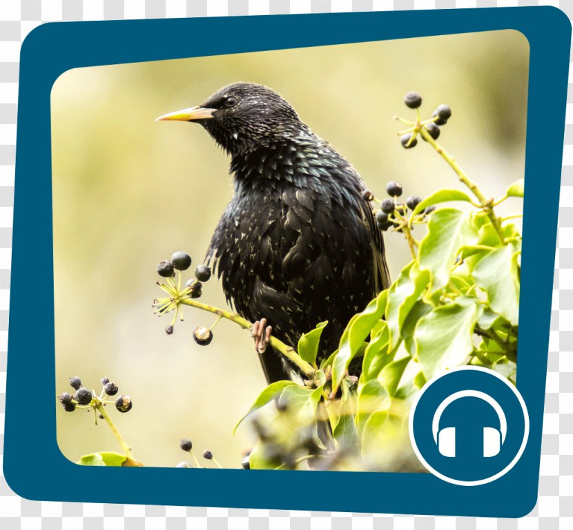 Common Starling Naturschutzbund Deutschland Bus Bird Internet - Tree - Naju Transparent PNG