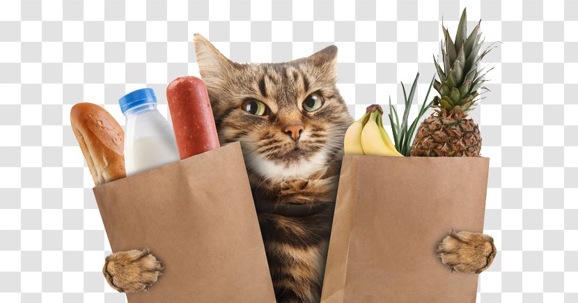 Scottish Straight Kitten Wildcat Stock Photography Supermarket - He Took Bread Cat Transparent PNG