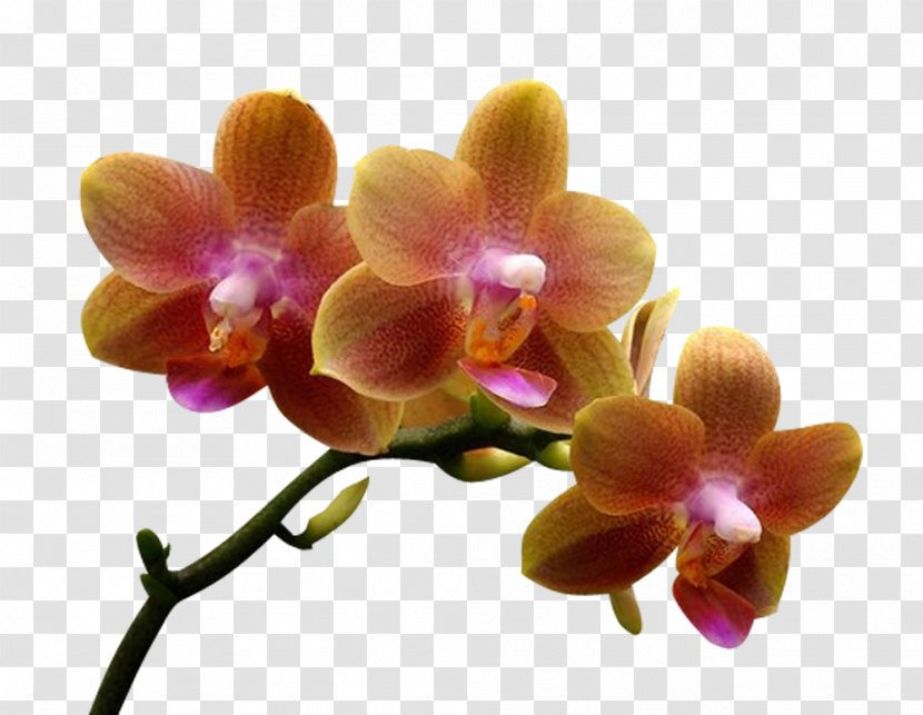 Moth Orchids Dendrobium Orchis - Flower Transparent PNG